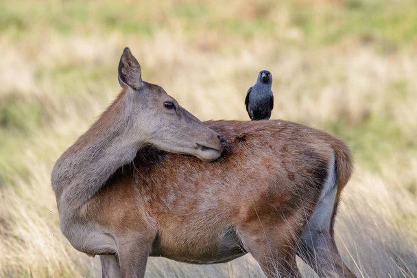 Grooming Red Deer naaras takapuoli (Cervus elaphus) kanssa jackdaw
 - Valokuva, kuva