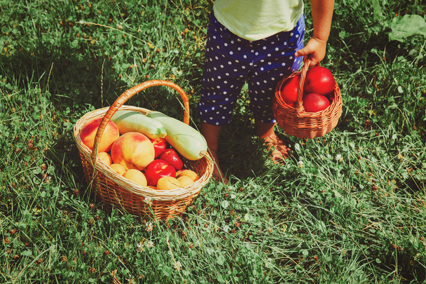 petite fille avec des fruits juste cueillis dans le jardin
 - Photo, image