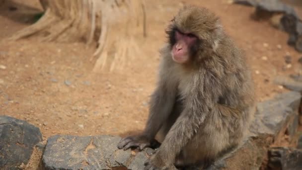 Japanse makaak wandelen - Video