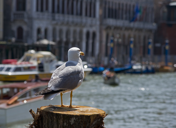 Venice - Fotó, kép