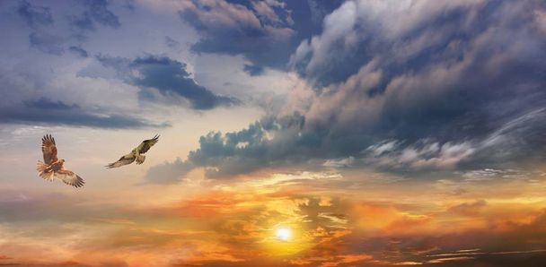 Птицы на фоне рассвета. Огненное оранжевое небо
    - Фото, изображение