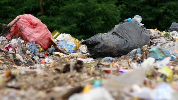 Müll mit vielen Fliegen auf einer Müllkippe - Filmmaterial, Video