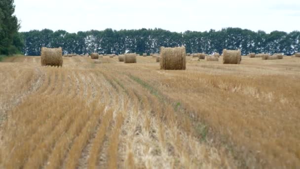 Many hay bales on the field - Footage, Video