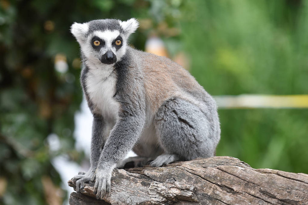 Lemur-de-cauda-anelada
 - Foto, Imagem