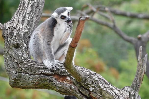 Ring-tailed lemur - Photo, Image