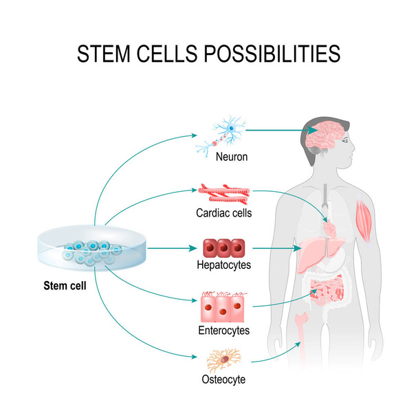 Kök hücre olanakları - Vektör, Görsel