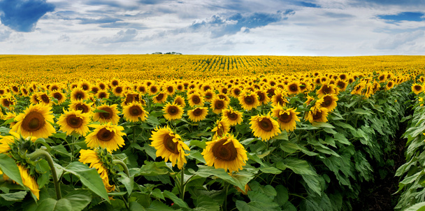 Wonderful panoramic view field of sunflowers - Photo, Image