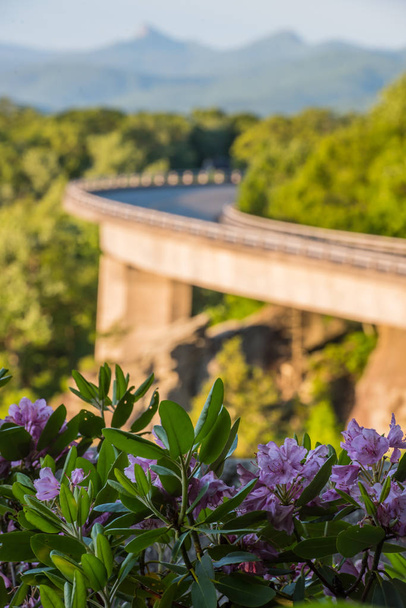 リン コーブの高架橋の近くツツジ満開 - 写真・画像