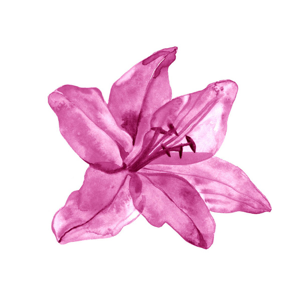 Watercolor illustration of lily, isolated on white background - Fotoğraf, Görsel