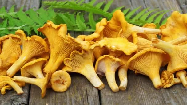 raw chanterelle mushroom on a wooden table with fern leaves, dolly motion - Footage, Video