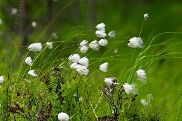 Arctic herb marsh plant - Valokuva, kuva
