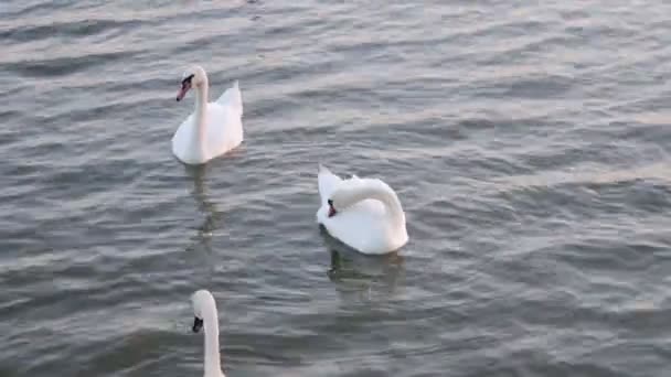 Swans float. Swans song. White swans. - Footage, Video