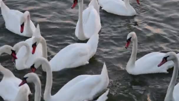 Swans float. Swans song. White swans. Feeding of swans. - Footage, Video