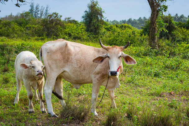 Vaca y ternera pastando en un prado verde en un día soleado. Animales de granja
. - Foto, imagen