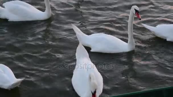 Swans float. Swans song. White swans. Feeding of swans, - Footage, Video