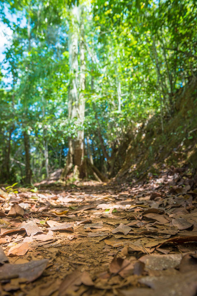Suche liście na ziemi i szlak w pięknym lesie - Zdjęcie, obraz