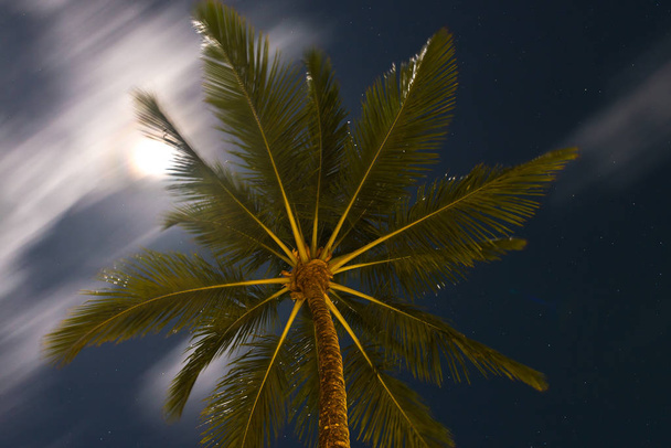 Cocos palm tree top op nacht uitzicht vanaf de onderste verdieping te hoog - Foto, afbeelding