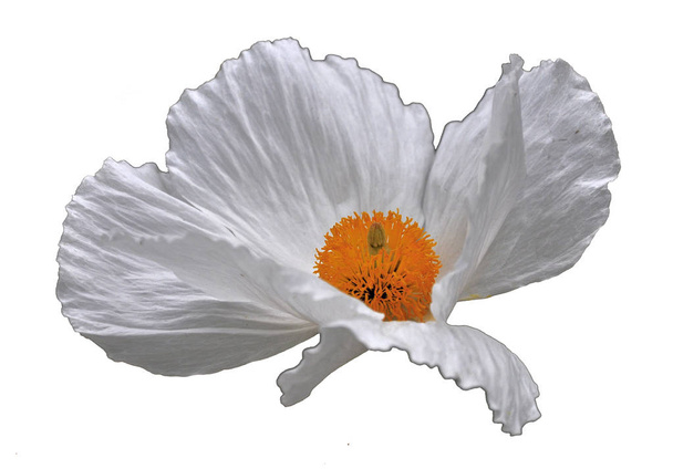 Isolated white flower - Photo, Image