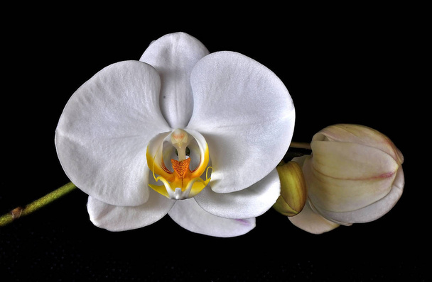 Біла квітка орхідеї
 - Фото, зображення