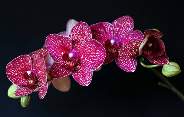 Růžová orchidej květiny - Fotografie, Obrázek