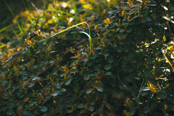 green round leaves surface textures background - Fotografie, Obrázek