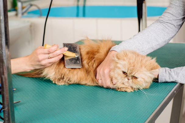 Grooming cat with tool for shedding hair.  - Valokuva, kuva