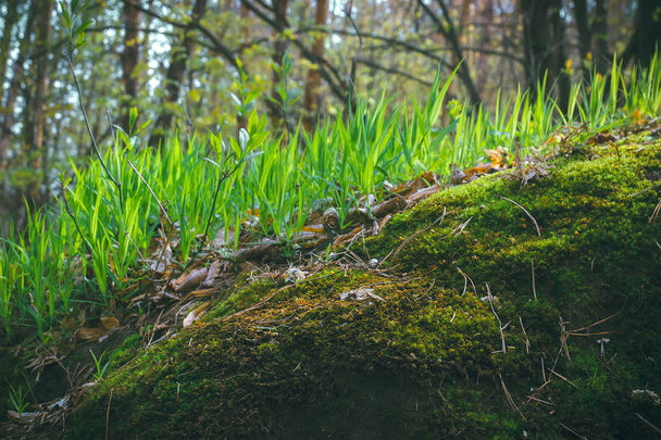 Spring grass on sunny day - Fotoğraf, Görsel