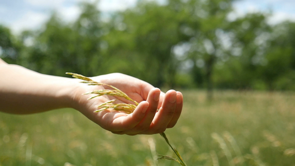 A female hand takes a grass seed on a green field on a sunny day in slo-mo - Кадры, видео