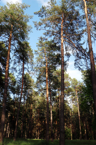 Beautiful pine forest - Fotó, kép