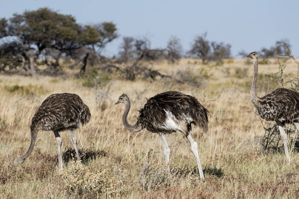 un avestruz en África
 - Foto, imagen