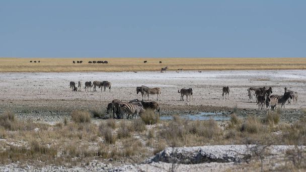 PAKŮŇ žíhaný v Namibii - Fotografie, Obrázek