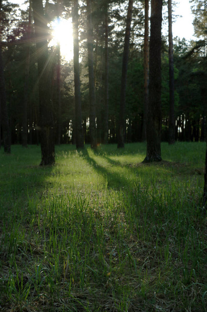 Hermoso bosque de pino
 - Foto, imagen