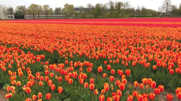 Video vom roten Tulpenfeld in den Niederlanden - Filmmaterial, Video