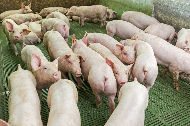 Roze varkens, varkens op de boerderij, biggen gaan eten - Foto, afbeelding