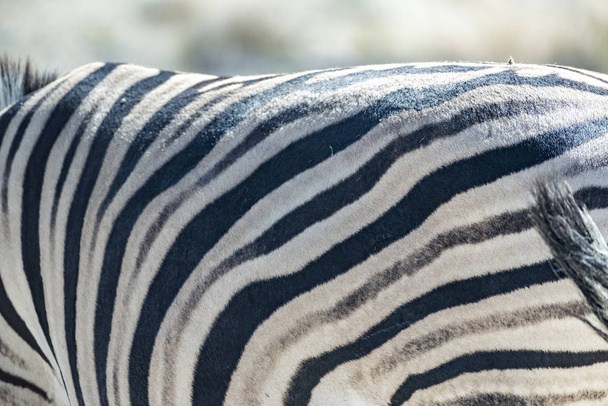 a cebra in namibia - Foto, afbeelding