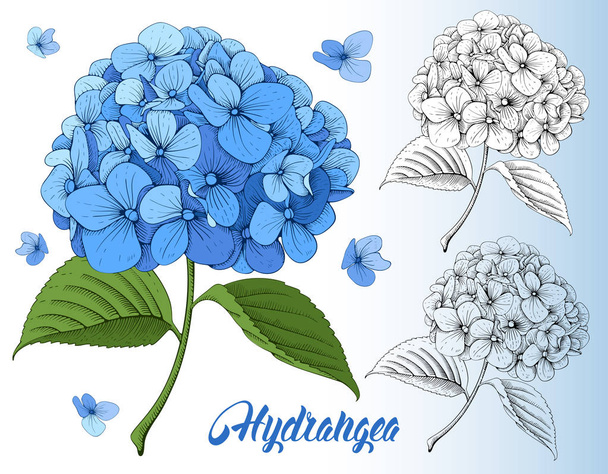 Set de flores de hortensias azul lujoso
 - Vector, Imagen