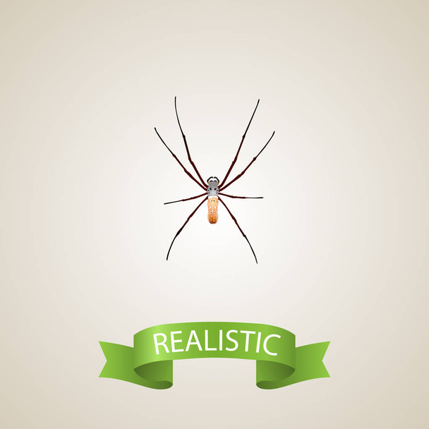 Αραχνοειδές έντομο ρεαλιστικό στοιχείο. Εικονογράφηση διάνυσμα ρεαλιστική αράχνη που απομονώνονται σε καθαρό υπόστρωμα. Μπορεί να χρησιμοποιηθεί ως αράχνη και κλώστης σύμβολα αραχνοειδές έντομο. - Διάνυσμα, εικόνα