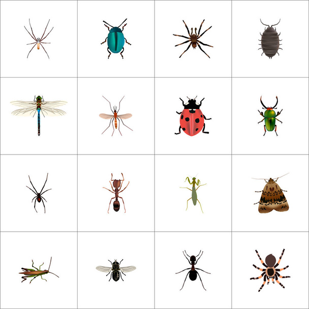 Araña realista, Damselfly, saltamontes y otros elementos vectoriales. El sistema de símbolos realistas del insecto también incluye Damselfly, Midge, objetos de la hormiga
. - Vector, imagen