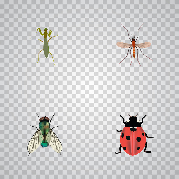 Mariquita realista, Gnat, saltamontes y otros elementos vectoriales. Conjunto de símbolos realistas de insectos también incluye objetos vivos, Mantis y mariquitas
. - Vector, imagen
