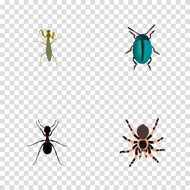 Reális Bug, hangya, Tarantula és egyéb vektoros elemek. Bug reális szimbólumok is közé tartozik Pismire, kék, Tarantula-objektumok. - Vektor, kép