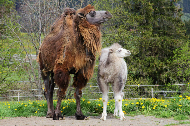 Camello hembra marrón con animal joven blanco
 - Foto, Imagen