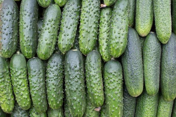 Cucumbers on the counter of the store, close-up. - Valokuva, kuva