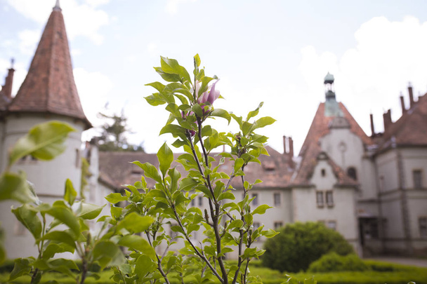 Magnolia fleur sur un fond de château
 - Photo, image