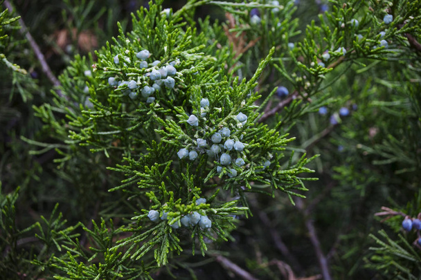 Young blue juniper berries on a branch, close-up - Fotoğraf, Görsel