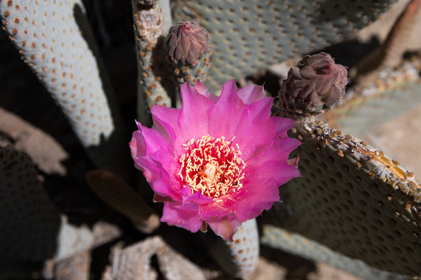 美しい咲く野生の砂漠ピンクのサボテンの花. - 写真・画像