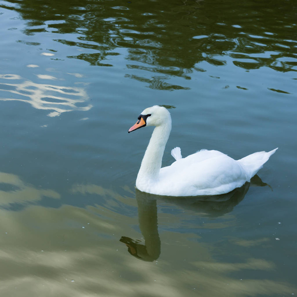 Mute swan on water of pond - Fotoğraf, Görsel