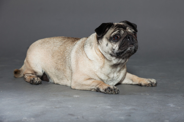 Pug dog on grey background. Studio shot. - Fotografie, Obrázek