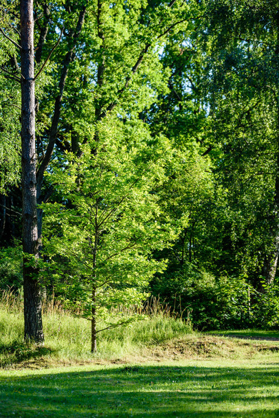 абстрактный летний лес
 - Фото, изображение