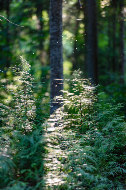 abstract summer forest - Photo, Image