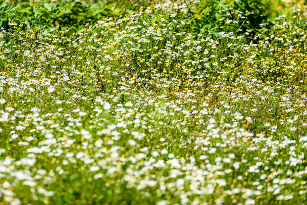 Fleurs printanières blanches sur fond vert
 - Photo, image